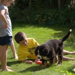 Inter-species puppy gathering